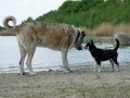 20200509-Plas-Exloo-honden-06